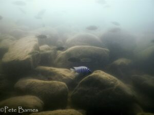 Metriaclima zebra 'Boadzulu Island'